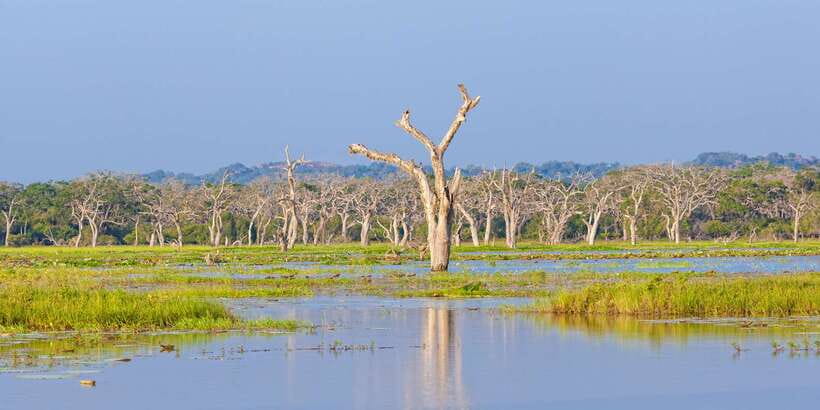 Galle/Unawatuna/Weligama/Mirissa: Yala National Park Safari - Practical advice for a smoother outing