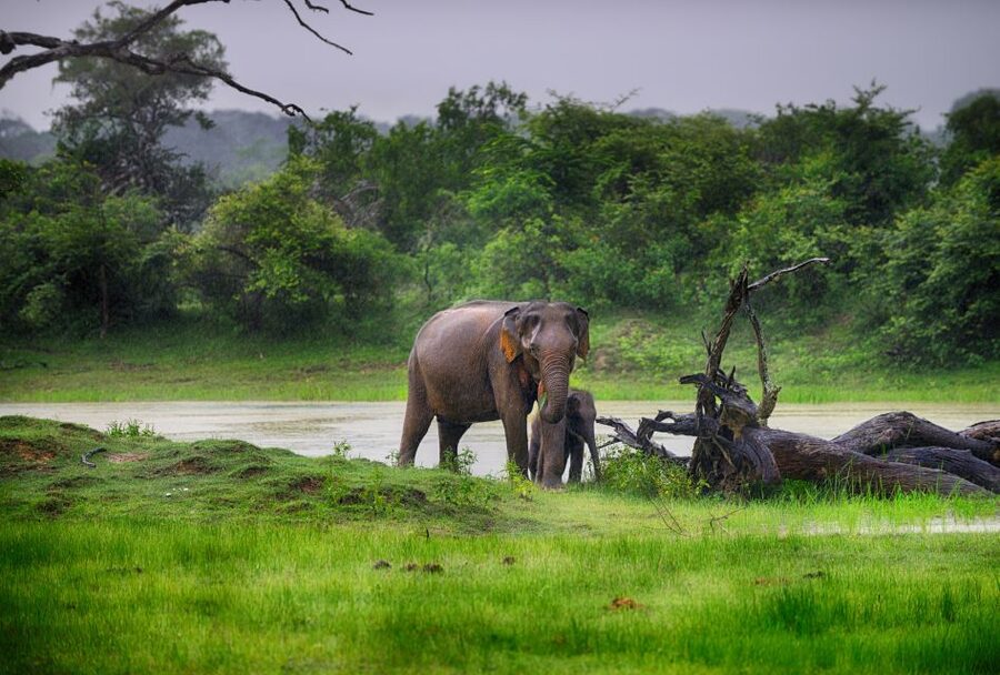 Galle/Unawatuna/Weligama/Mirissa: Yala National Park Safari - Afternoon safari or early pickup?