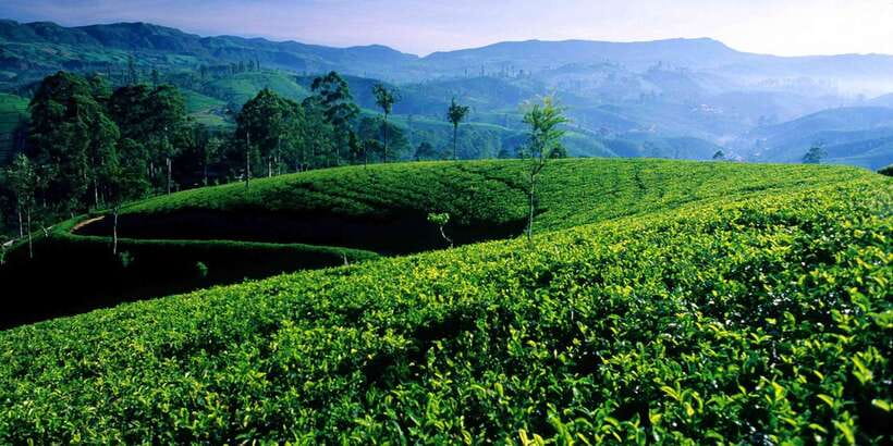 Galle/Weligama/Mirissa/Hiriketiya/Tangalle: Day Trip to Ella - Key points to know before booking