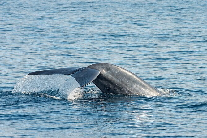 Great Whales Education Programe Dolphins and Whales are in SL - Key points to know before booking