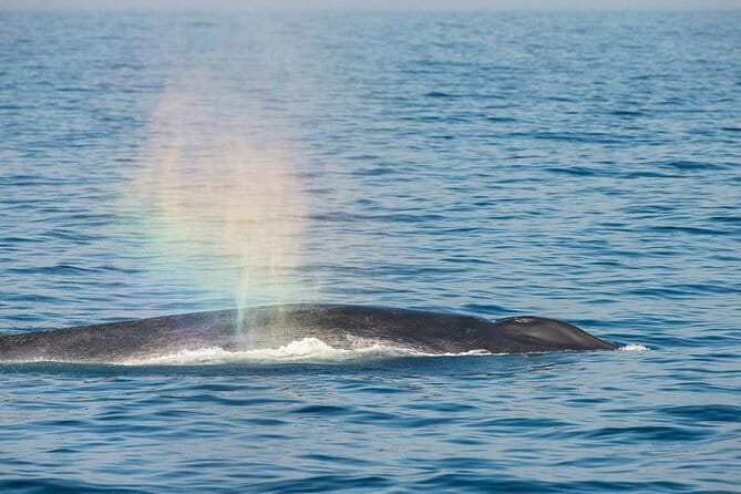 Great Whales Education Programe Dolphins and Whales are in SL - What the Great Whales programme actually is