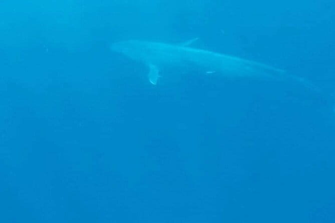 Great Whales Education Programe Dolphins and Whales are in SL - A practical one-hour itinerary