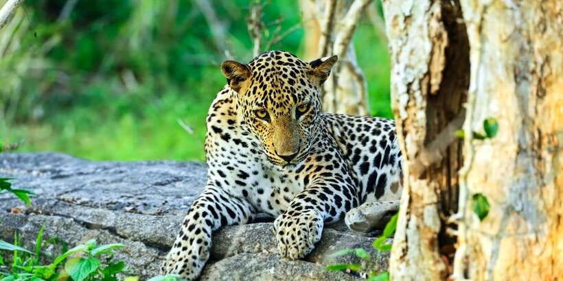 Half-Day Kumana National Park 4 x 4 wheel Safari - Why the private jeep changes the experience