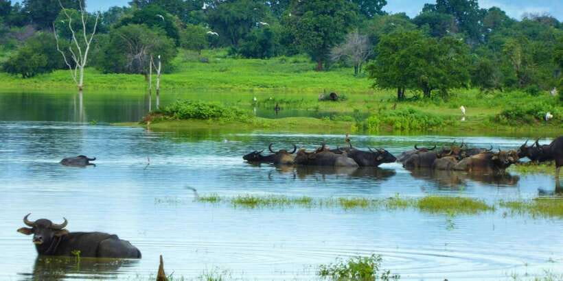 Half-Day Kumana National Park 4 x 4 wheel Safari - Refreshments that make the six-hour outing easier