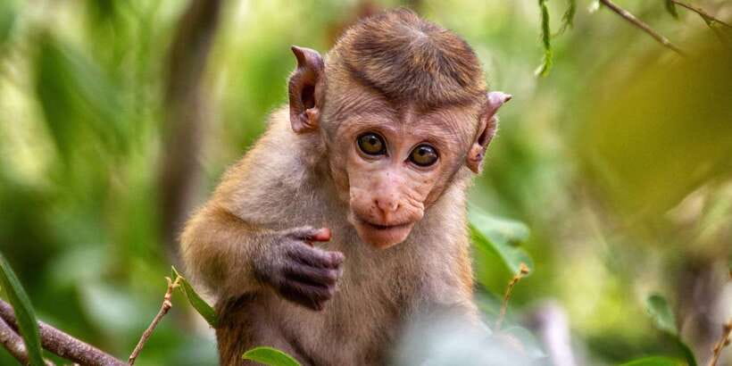 Half-Day Kumana National Park 4 x 4 wheel Safari - The return drive to Arugam Bay