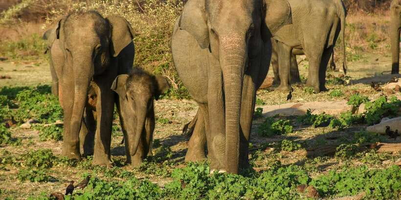 Half-Day Kumana National Park 4 x 4 wheel Safari - Who will enjoy this safari most