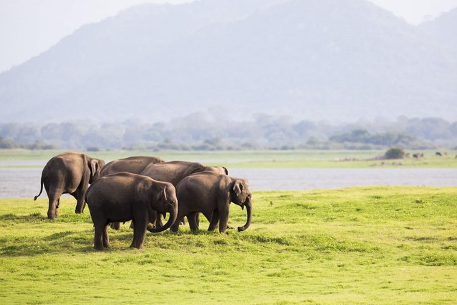 Half Day Minneriya National Park Safari from Habarana - Key points at a glance