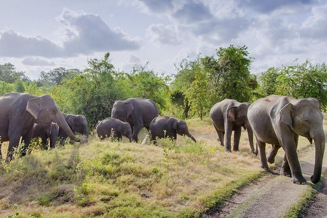 Half Day Minneriya National Park Safari from Habarana - Why elephants gather near Minneriya Reservoir