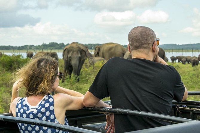 Half Day Minneriya National Park Safari from Habarana - The 2:00 pm pickup from Habarana