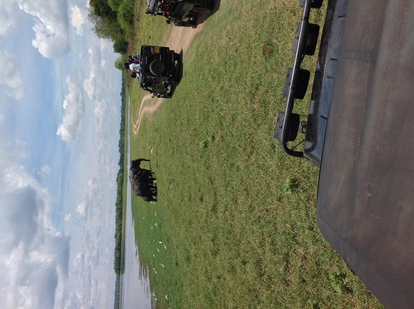 Half Day - Minneriya National Park Safari Tour From Habarana/Sigiriya - Why Minneriya is worth your time