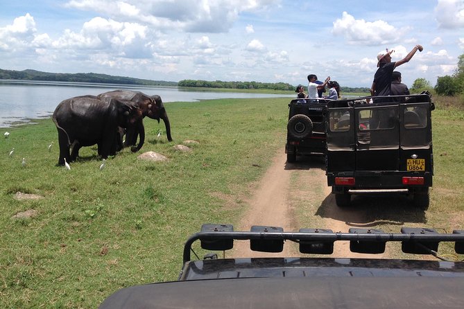 Half Day - Minneriya National Park Safari Tour From Habarana/Sigiriya - The elephant experience, and its limits