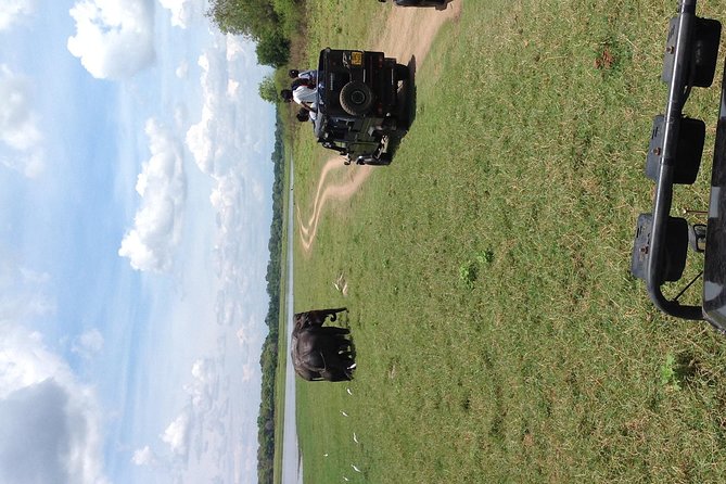 Half Day - Minneriya National Park Safari Tour From Habarana/Sigiriya - What private touring really gives you