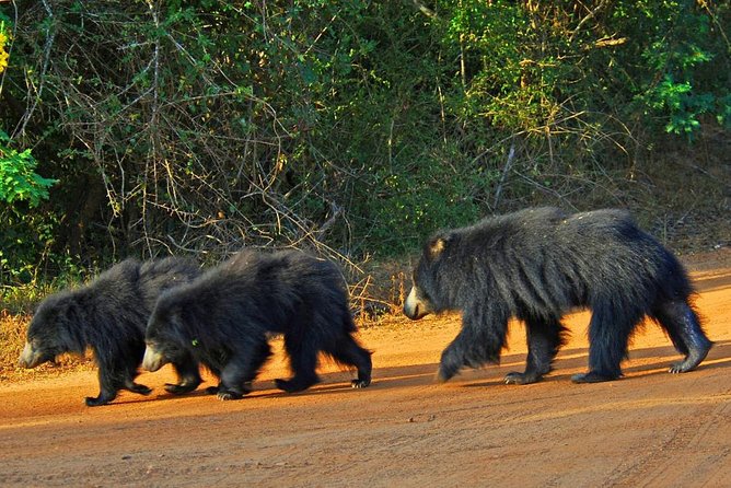 Half Day Safari at Yala National Park with Lunch - The private group format and practical limits