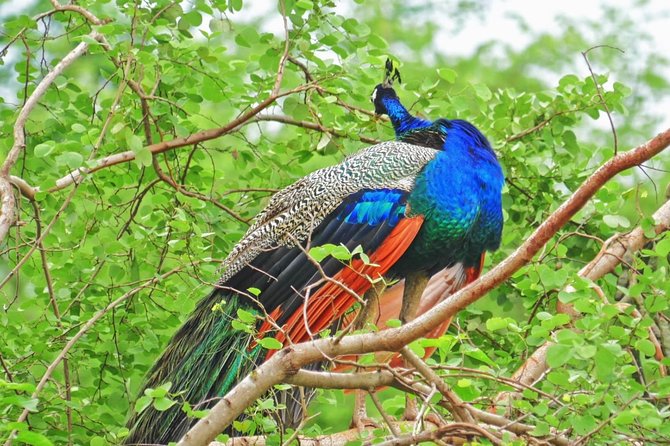 Half Day Safari at Yala National Park with Lunch - Who should book this Yala safari?