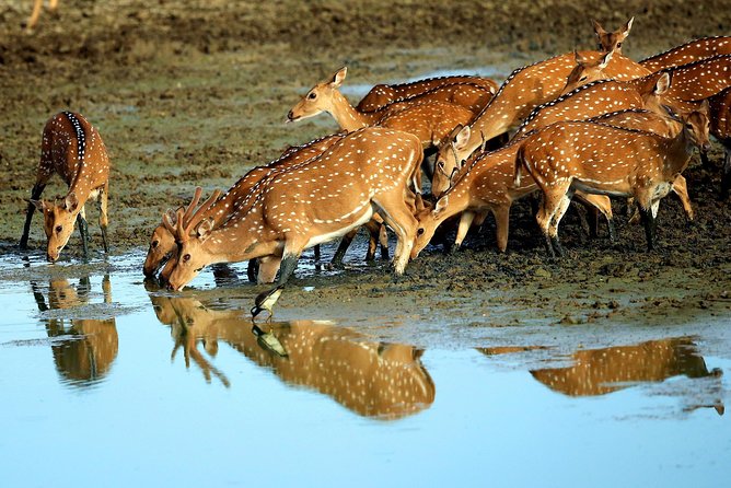 Half Day Safari at Yala National Park with Lunch - Should you book the half-day Yala safari?