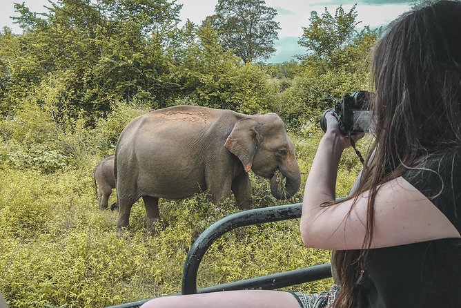 Half Day Udawalawe Safari (Entrance + Lunch) - Key points to know before booking