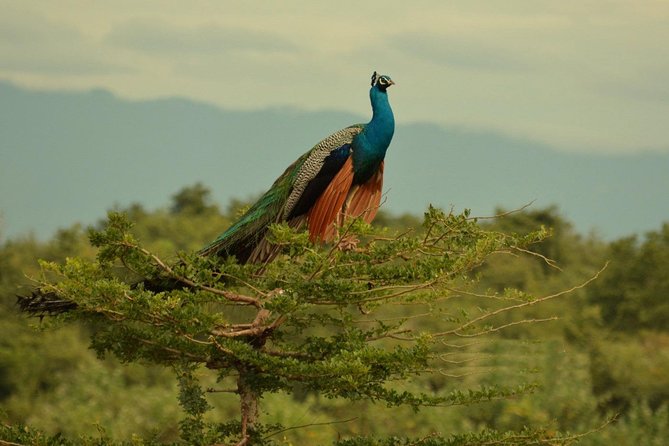 Half Day Udawalawe Safari (Entrance + Lunch) - Lunch at a local restaurant around 2:00 p.m.
