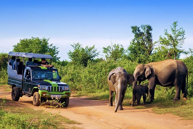 Half Day Udawalawe Safari (Entrance + Lunch) - What the $152 price really covers