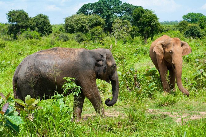Half Day Udawalawe Safari (Entrance + Lunch) - The private format and who benefits most