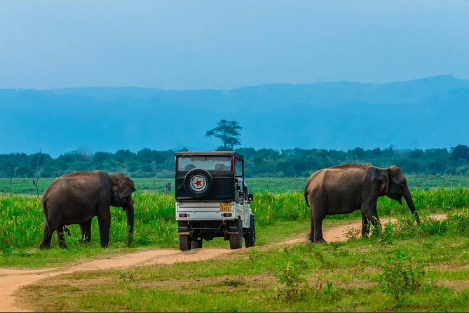 Half Day Udawalawe Safari (Entrance + Lunch) - Leaving Galle at 6:00 a.m.