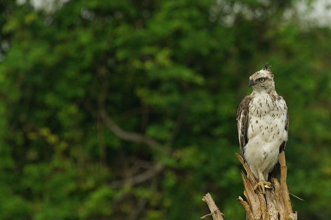 Half Day Udawalawe Safari from Kalutara (Entrance + Lunch) - Why Udawalawe is worth the road time