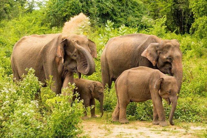 Half Day Udawalawe Safari from Kalutara (Entrance + Lunch) - What the feedback tells you to expect