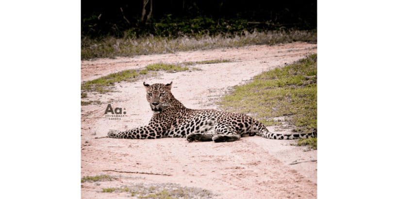 Half-Day Wild Safari in Yala National Park - Key points to know before booking