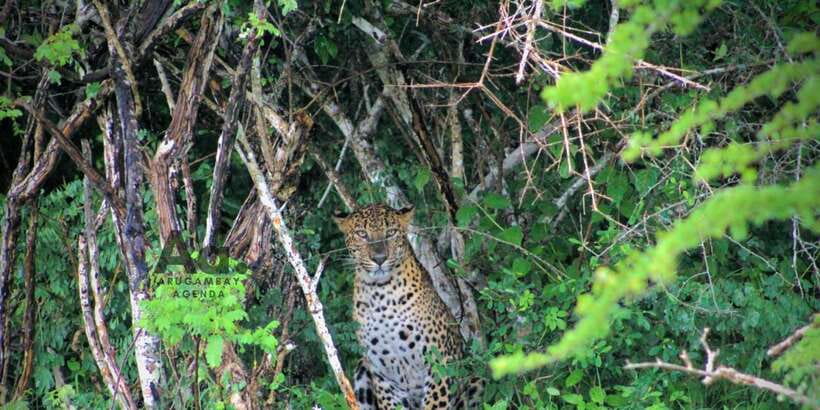 Half-Day Wild Safari in Yala National Park - Small details that make the ride better