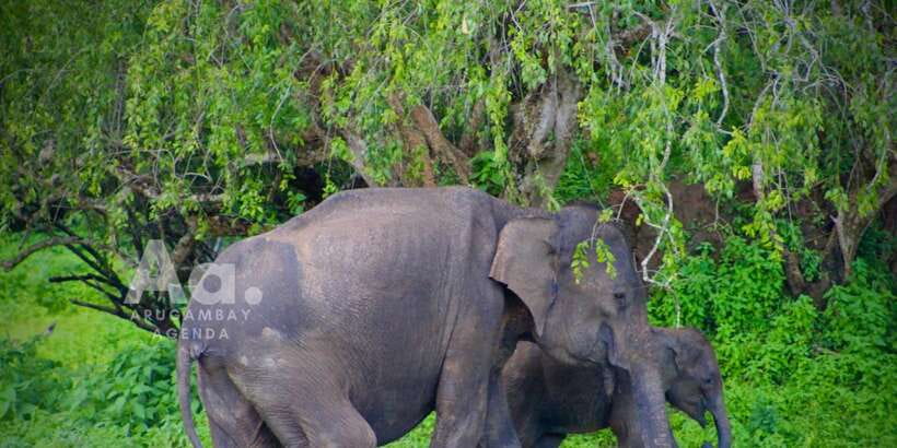 Half-Day Wild Safari in Yala National Park - Why Yala works well for a half-day safari
