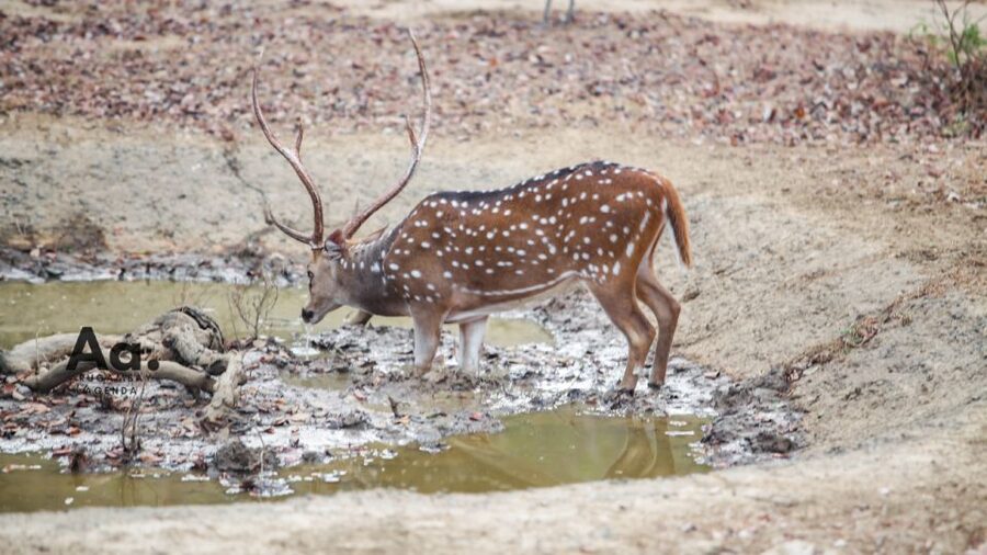 Half-Day Wild Safari in Yala National Park - Four hours among Yala’s animals