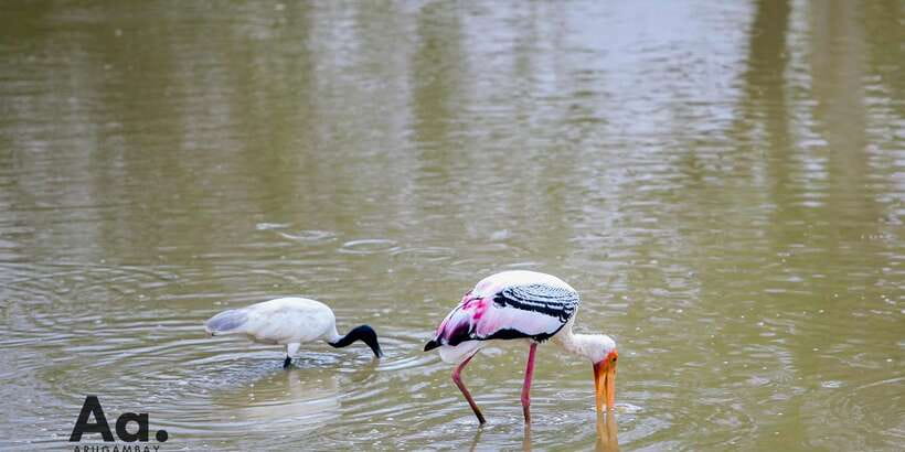 Half-Day Wild Safari in Yala National Park - Morning light or evening gold