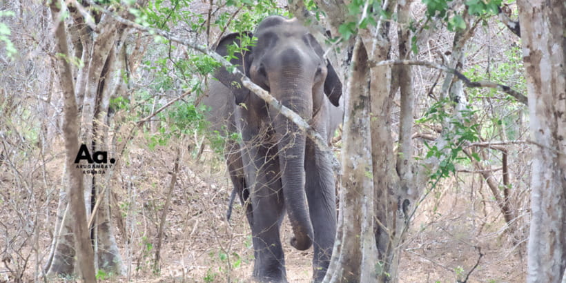 Half-Day Wild Safari in Yala National Park - Rock formations and the quieter pauses