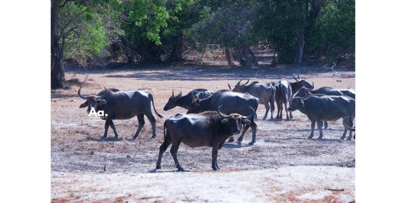 Half-Day Wild Safari in Yala National Park - What the $112 price really covers