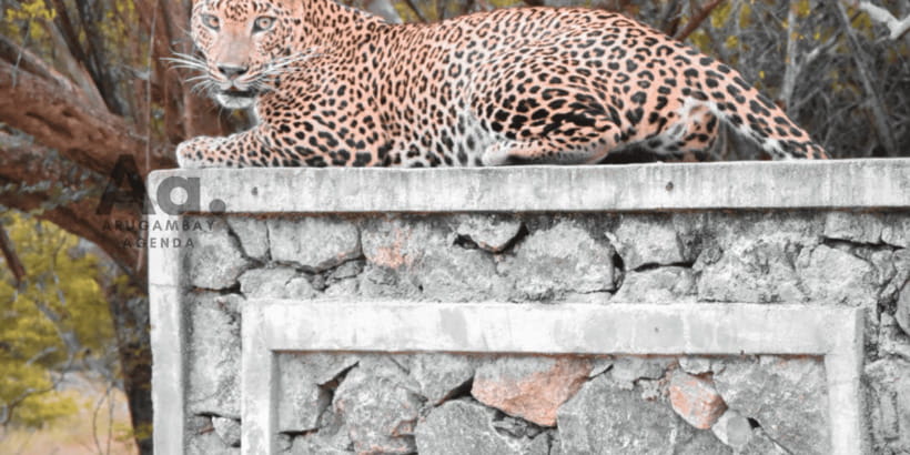 Half-Day Wild Safari in Yala National Park - Who should book this Yala experience?
