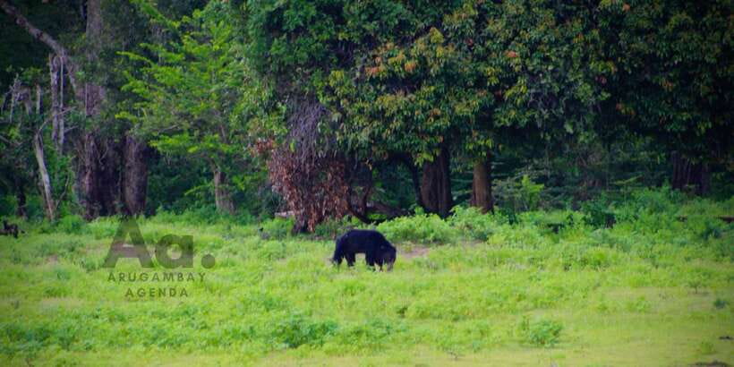 Half-Day Wild Safari in Yala National Park - Pickup from Tissamaharama or Lukasgoda