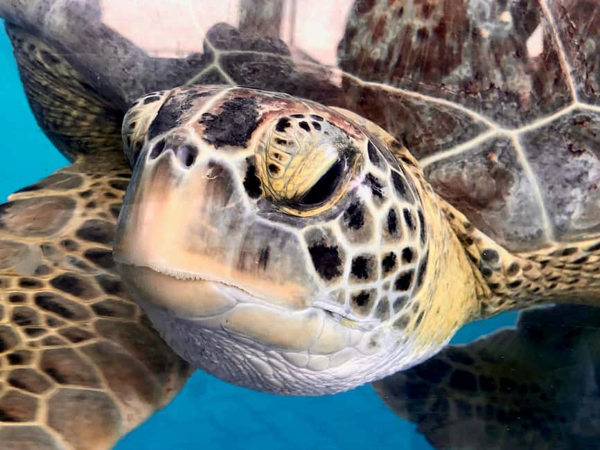 Hambantota Port: Galle Fort ,River Safari & Sea Turtle Visit - Kosgoda turtle conservation: an educational stop with a purpose