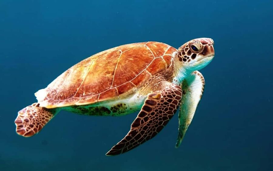 Hambantota Port: Galle Fort ,River Safari & Sea Turtle Visit - Hikkaduwa Beach and the famous turtle encounter