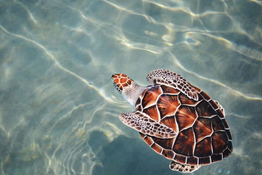 Hambantota Port: Galle Fort ,River Safari & Sea Turtle Visit - The guide can shape the experience