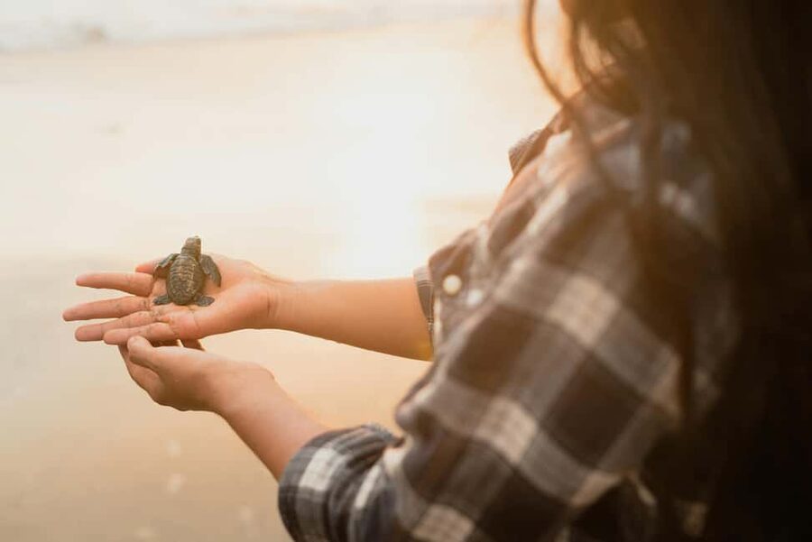 Hambantota Port: Galle Fort ,River Safari & Sea Turtle Visit - Madu Ganga: two hours on quiet inland water