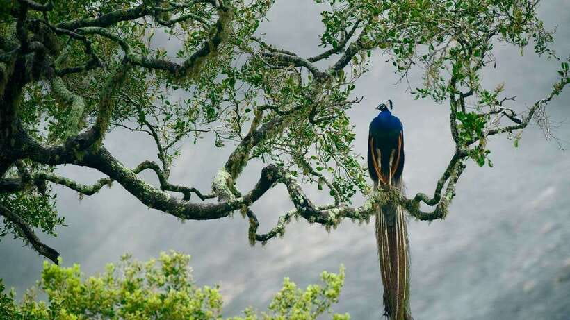 Hambantota Port: Udawalawe Safari Tour & Transit Home Visit - Key points to know before you book