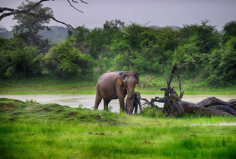 Hambantota Port: Udawalawe Safari Tour & Transit Home Visit - From Hambantota Port to Udawalawe in four hours