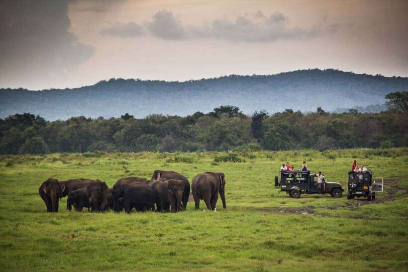 Hambantota Port: Udawalawe Safari Tour & Transit Home Visit - The real price: $51 plus park fees