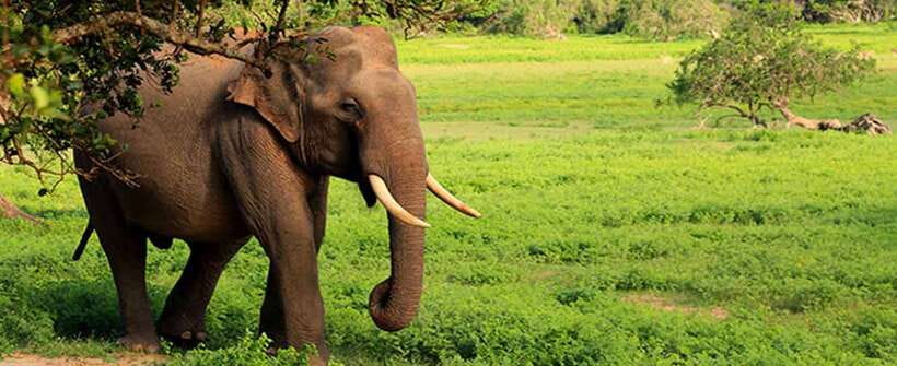 Hambantota Port: Udawalawe Safari Tour & Transit Home Visit - Who will get the most from this outing?