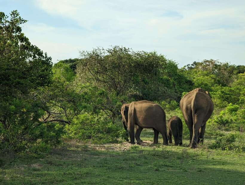 Hambantota Shore Excursion: Village and Cultural tour - Key points to know before you book