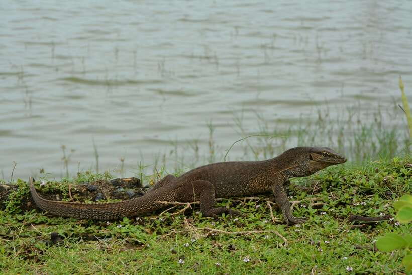 Hambantota Shore Excursion: Village and Cultural tour - Temples, quiet rules, and the socks issue