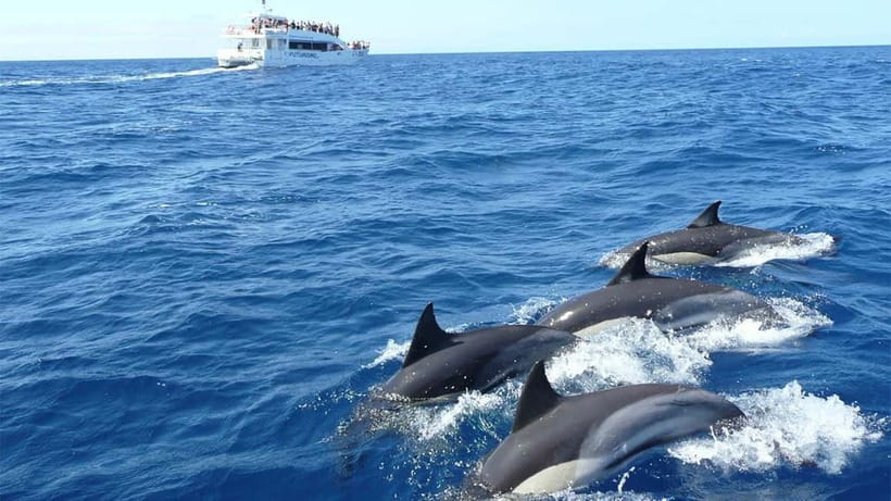 Hikkaduwa/Galle/Ahangama: Whale Watching Tour in Mirissa - Key points at a glance