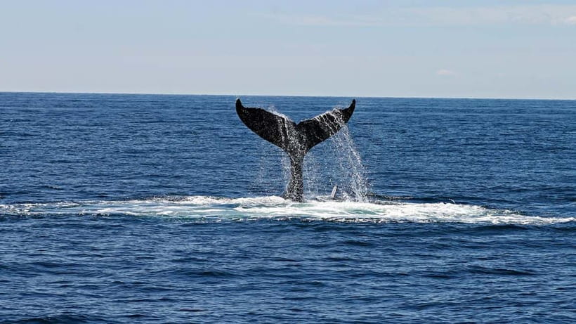 Hikkaduwa/Galle/Ahangama: Whale Watching Tour in Mirissa - From Hikkaduwa, Galle, or Ahangama to Mirissa