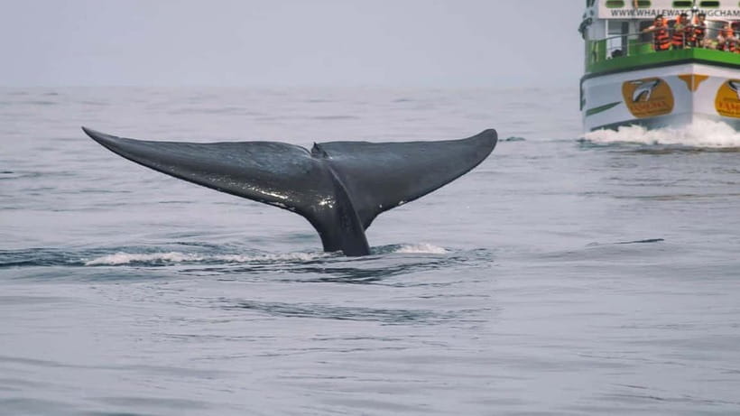 Hikkaduwa/Galle/Ahangama: Whale Watching Tour in Mirissa - Refreshments, comfort, and what to bring