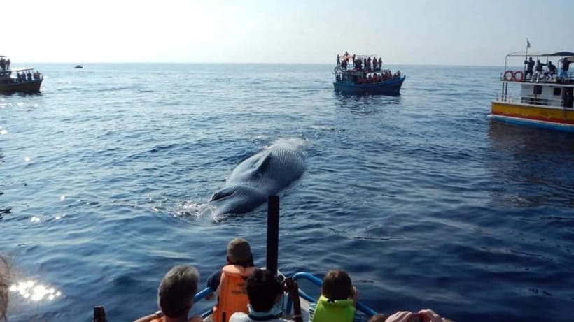 Hikkaduwa/Galle/Ahangama: Whale Watching Tour in Mirissa - Setting out from Mirissa for four hours