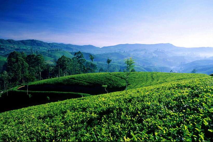Hikkaduwa/Galle/Mirissa/Hiriketiya/Tangalle:Day Trip to ELLA - Halpewatte Tea Factory ends the day gently